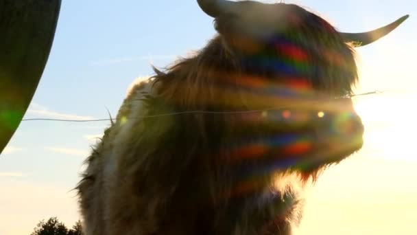 Güneş Işınlarında Mavi Gökyüzü Arka Planında Boynuzlu Inek Highland Cinsi — Stok video