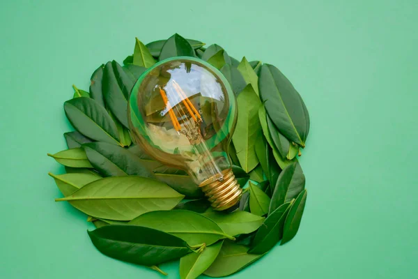 Electricity Green Energy Concept Electric Light Bulb Green Leaves Green — Stock Photo, Image