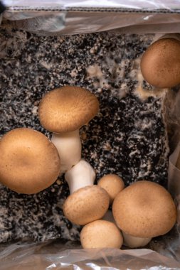 Birçok şampiyonun geçmişi kahverengidir. Sebze proteininin kaynağı. Evde mantar yetişmesi. Şampiyon Mantarlar. Mantar Miselyumu.. 