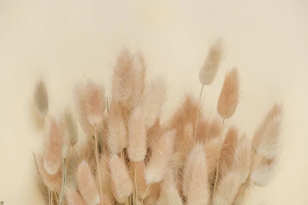 stock image Dried flowers in beige shade.Bunny Grass Plant.Lagurus ovatus. fluffy flowers background in sand and beige colors.Decoration with dried flowers.Natural wallpaper in natural soft colors