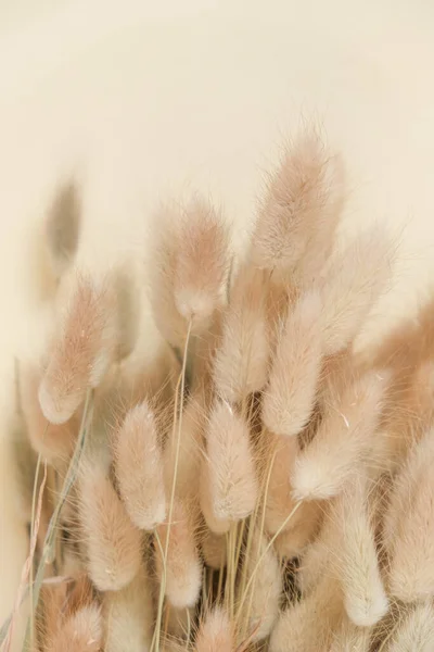Lagurus Ovatus Torkade Blommor Beige Skugga Bunny Grass Plant Torra — Stockfoto