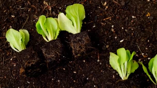 ロメインレタスの苗 地面のクローズアップに設定されたレタス植物 自分の庭で純粋なバイオ野菜を栽培しています 4K映像 — ストック動画