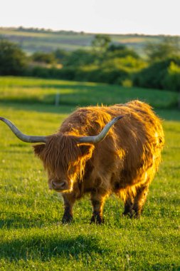 İskoç palavrası. Highland cinsi. Yeşil çimenlerdeki büyük kıllı kırmızı boğa. Kürklü dağ inekleri yeşil çayırlarda otlar. Gün batımında gün batımında otlayan İskoç inekleri.
