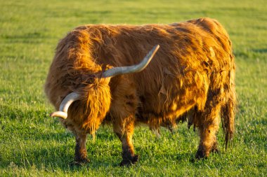 Highland cinsi. Yeşil çimenlerdeki büyük kıllı kırmızı boğa. Kürklü dağ inekleri yeşil çayırlarda otlar. Gün batımında gün batımında otlayan İskoç inekleri.