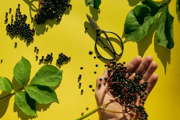 Sambucus Berries Elderberry Cacho Tesoura Jardim Mãos Sobre Fundo Amarelo — Fotografia de Stock