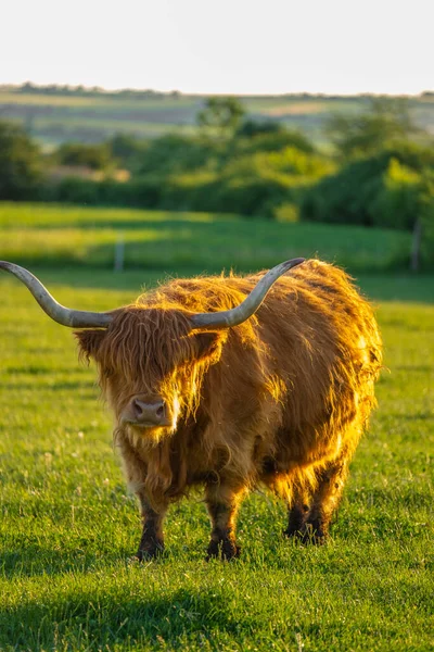 stock image Scottish bull in a field.Highland breed. Large hairy red bull in green grass.Furry highland cows graze on the green meadow.Scottish cows in the pasture in the sunshine at sunset