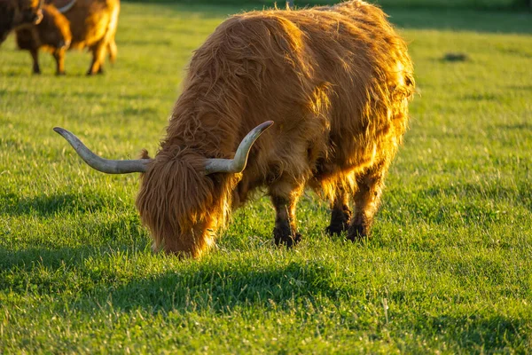 Toro Rojo Hierba Verde Vacas Peludas Las Tierras Altas Pastan —  Fotos de Stock
