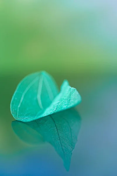 Piękna Tapeta Kolorze Zielonym Niebieskim Szkielet Blue Leaf Makro Odbiciem — Zdjęcie stockowe