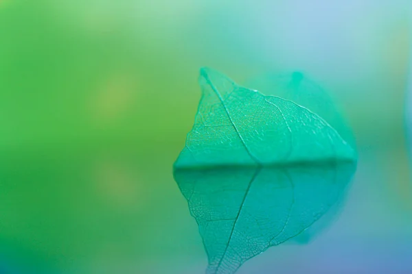 Szkielet Liść Odbiciem Piękna Tapeta Kolorze Zielonym Niebieskim Miękkie Focus — Zdjęcie stockowe