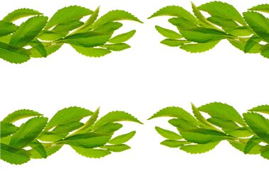 Stevia bitkisi. stevia beyaz arka planda yalnız bırakır. Tatlandırıcı ambalajı mockup.Stevia rebaudiana. Beslenme doğal tatlandırıcı.