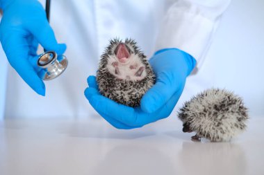 Bir veterinerle bebek kirpiyi inceliyorum. Kirpi sağlığı. Dikenli hayvanlar mavi eldivenli bir veterinerin elinde. Hayvanlar için ilaç. Bir doktorun elinde Afrikalı cüce kirpiler.