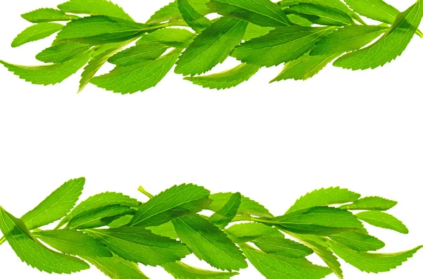 甘いパッケージモックアップ ステビアRebaudiana ステビアの葉は白い背景に隔離されています 料理天然甘味料 Stevia緑の小枝 — ストック写真