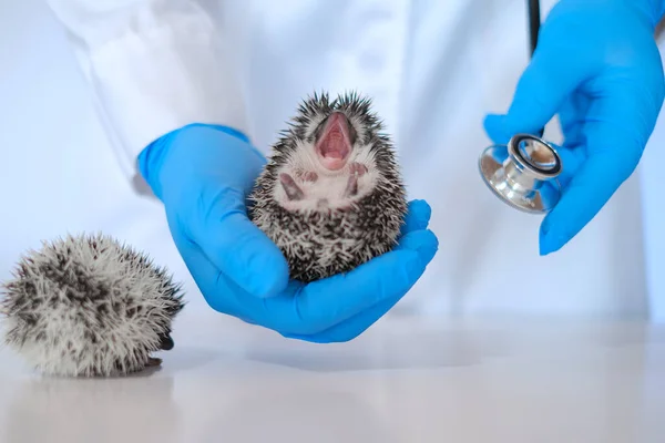 Two small hedgehogs in the hands of a veterinarian in blue gloves on a white table .hedgehog health. Medicine for animals.Hedgehogs on examination at the veterinarian.