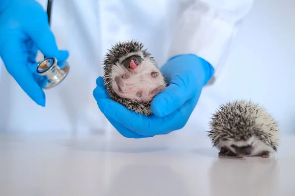 hedgehog health.prickly pets in the hands of a veterinarian in blue medical gloves.Medicine for animals. African pygmy hedgehogs in the hand of a doctor.Examining Baby hedgehog with a veterinarian.