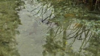 Alabalık suda. Balıklar temiz suda yakın yüzer. Balıklarla dolu güzel su yüzeyi. Yüksek kalite 4k görüntü