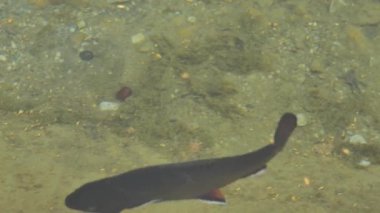 Sudaki alabalık balığı. Balıklı su yüzeyi. Balıklar temiz suda yakın mesafede yüzer. Siyah alabalık. 4k görüntü