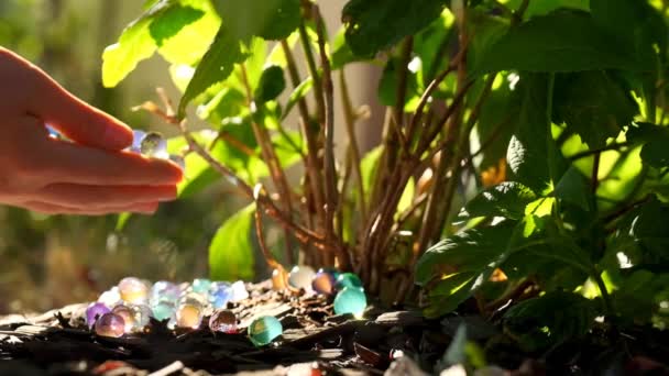 Orbeez Hidrogél Golyók Hidratálja Talajt Növényeket Kertben Hidrogél Golyókkal Kezek — Stock videók