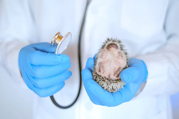 Hedgehogs and a pet doctor.Medicine for animals.Vet appointment. hedgehog health.prickly pets in the hands of a veterinarian in blue medical gloves.African pygmy hedgehogs in the hand of a doctor.