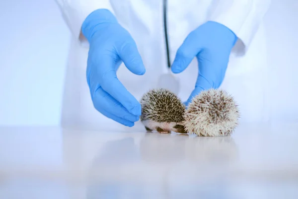 pet doctor.hedgehog health.prickly pets in the hands of a veterinarian in blue medical gloves.African pygmy hedgehogs in the hand of a doctor.Medicine for animals.Vet appointment.