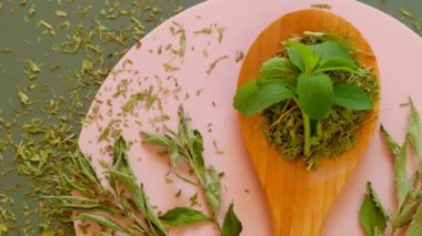 Stevia rebaudiana. Stevia taze yaprakları ve kuru stevia zeytin arka planında pembe yuvarlak bir podyumda tahta bir kaşıkta. Beslenme doğal tatlandırıcı. 4k görüntü