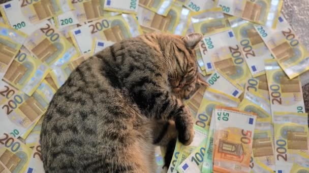 Gastos Gato Los Países Gato Dormido Con Paquete Euros Billetes — Vídeo de stock