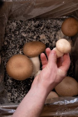 Kahverengi mantar erkek elinde, yakın plan. Evde mantar yetiştiriyor. Elinde kahverengi şampiyon.