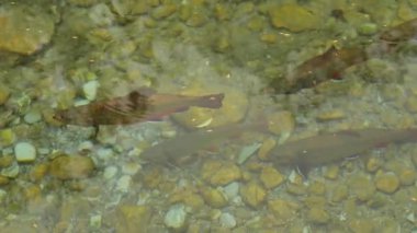 Göldeki soğuk suda alabalık. Balıklar temiz suda yakın mesafede yüzer. Balıklarla dolu güzel su yüzeyi. 4k görüntü