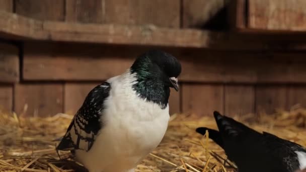 Pigeons Oiseau Noir Blanc Dans Pigeonnier Pigeons Ferme Domestiques Séquences — Video