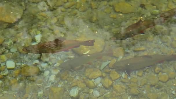 池の冷たい水の中で魚を引き抜きます 魚はきれいな水の中で終わります魚と美しい水の表面 4K映像 — ストック動画