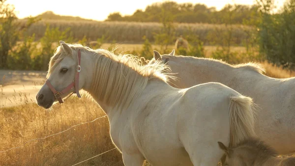Bílý Kůň Bílým Portrétem Hřívy Bílý Kůň Ohradě Při Západu — Stock fotografie