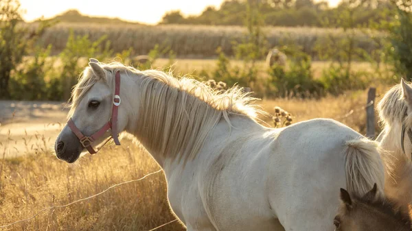 Bílý Kůň Při Západu Slunce Farmářská Zvířata Bílý Kůň Bílou — Stock fotografie