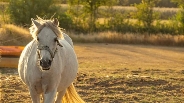 Farma Zvířat Bílý Kůň Bílou Hřívou Portrét Kůň Prochází Pouličním — Stock fotografie