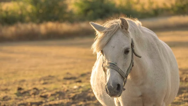 Bílý Kůň Ohradě Při Západu Slunce Kůň Bílou Hřívou Kůň — Stock fotografie