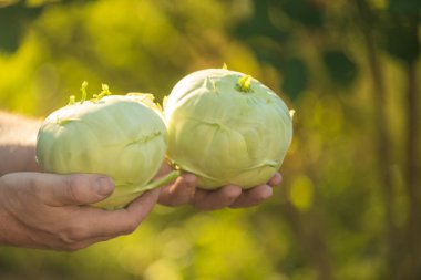  Kohlrabi güneşli bir bahçede erkeğin elinde. Vejetaryen ve vejetaryen besin maddesi..