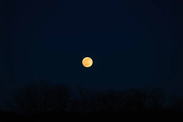 Луна Черные Силуэты Деревьев Голубом Фоне — стоковое фото