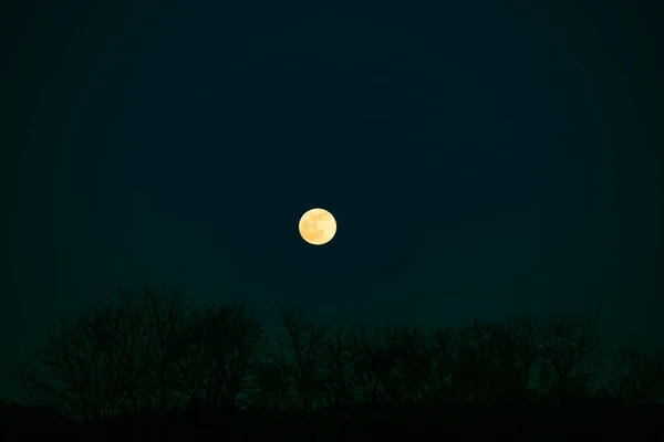 月の背景 緑の空を背景に木々の月と黒のシルエット 黄色の月のラウンド 美しい夜の自然背景 悲観的な暗い神秘的な背景 — ストック写真