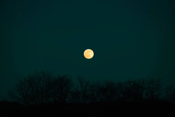 緑の空を背景に木々の月と黒のシルエット美しい夜の自然背景暗い神秘的な背景 — ストック写真