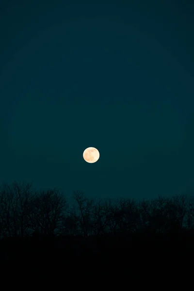 Φεγγάρι Και Μαύρες Σιλουέτες Των Δέντρων Ένα Πράσινο Φόντο Ουρανό — Φωτογραφία Αρχείου