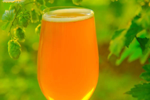 Szklanka Piwa Zbliżenie Słońcu Zielonej Plantacji Chmielu Piwo Piana Zbliżenie — Zdjęcie stockowe