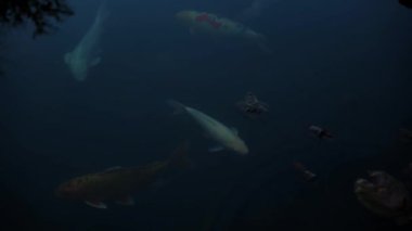 Gölün karanlık sularında sazan balığı. Balıklar temiz suda yüzer. Balıklarla güzel su yüzeyi.. 