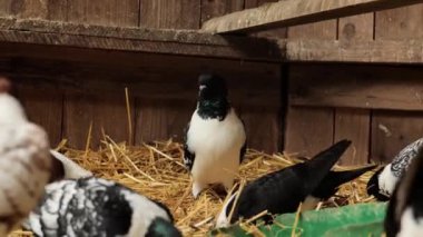 Güvercinde benekli güvercinler. Güvercinler yiyeceği gagalar. Kuş yemi. Yurtiçi çiftlik güvercinleri. 4k görüntü