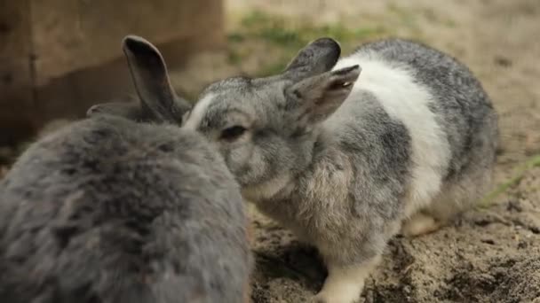 ウサギのカップル農場の動物 ふわふわの灰色のウサギが２匹 高品質4K映像 — ストック動画