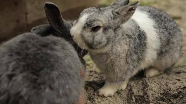 Пара Кроликов Крупным Планом Два Пушистых Серых Кролика Фермерские Животные — стоковое видео