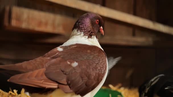 Pigeons Oiseau Gros Plan Pigeon Brun Dans Pigeonnier Pigeons Domestiques — Video