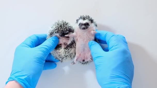Hedgehog Health Hedgehogs Examination Veterinarian Two Small Newborn Hedgehogs Hands — Stock Video