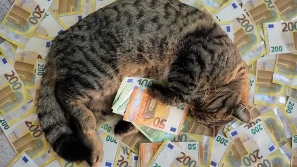 Śpiący Kot Paczką Euro Tle Banknotów Euro Wydatki Koty Koszt — Wideo stockowe