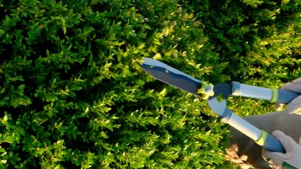 Prořezávání Dřeva Slunné Letní Zahradě Zahradní Nůžky Mužských Rukou Řezání — Stock video