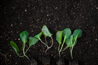 Arazide karnabahar tohumları. Yeşil sebze tohumu. Ev bahçesi. Bahçe ve tarım. .