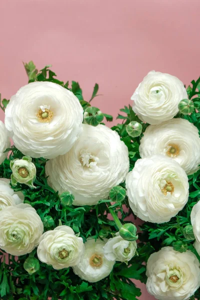 Ranuncolo Bianco Fiori Bordo Sfondo Rosa Scheda Floreale Delicati Colori — Foto Stock