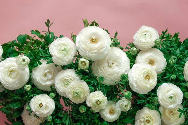 Fehér Ranunculus Virágok Határ Rózsaszín Hátterű Virágkártya Finom Fehér Rózsaszín — Stock Fotó